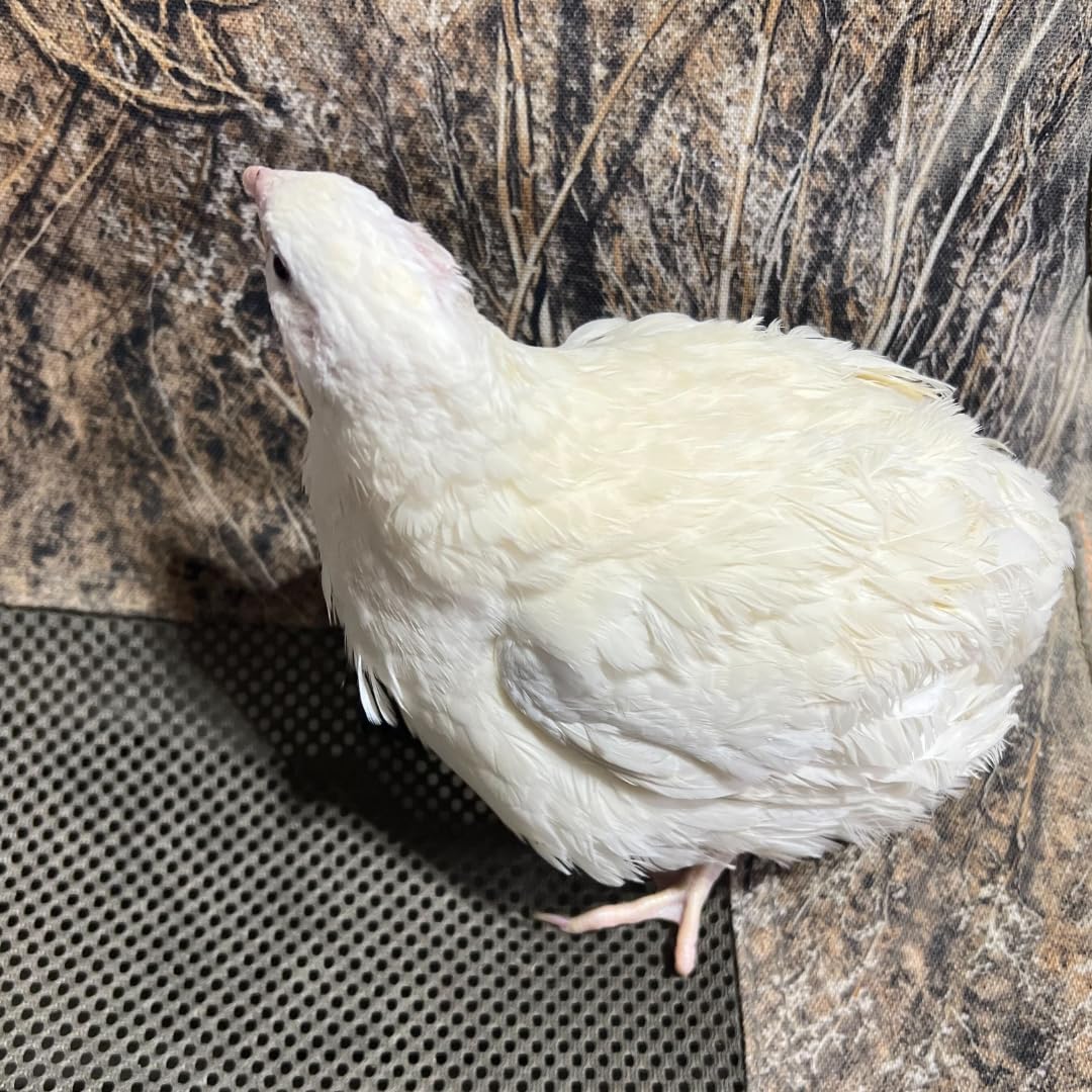 Jumbo White Coturnix Hatching Eggs - Premium Quail Eggs for Hatching - Perfect for Homesteaders, Breeders, Hobbyists - Freshly Collected for High Hatch Rates