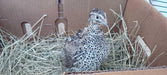Falb-Fee Quail Hatching Eggs front