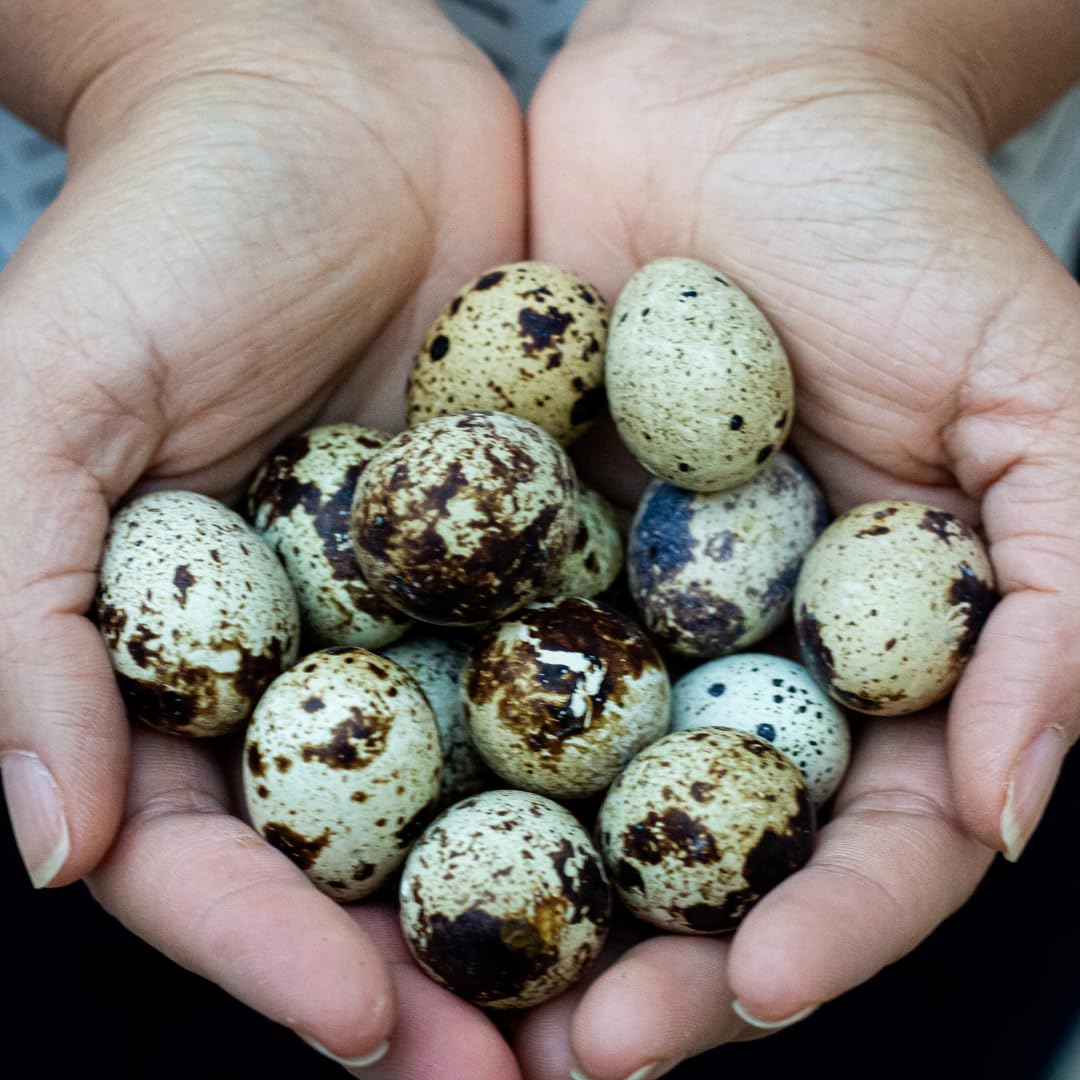 36 Quail Eggs for Hatching - Fertile Coturnix Selection Hens Choice eggs