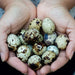 36 Quail Eggs for Hatching - Fertile Coturnix Selection Hens Choice eggs