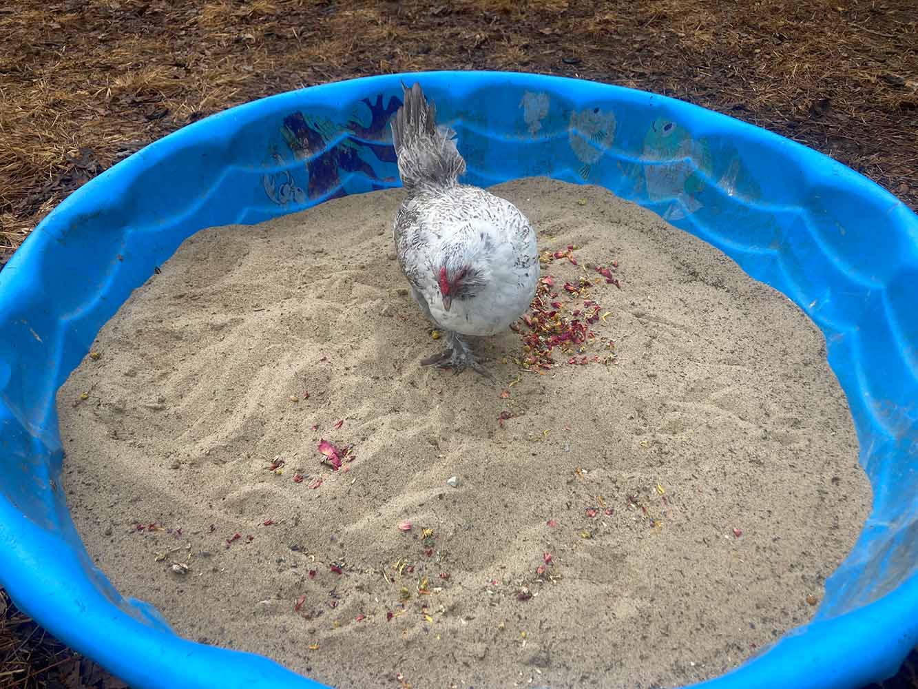 Pampered Mama Chicken Pick Me Up Floral Dust Bath With Herbs - For Pet Chickens & Other Poultry