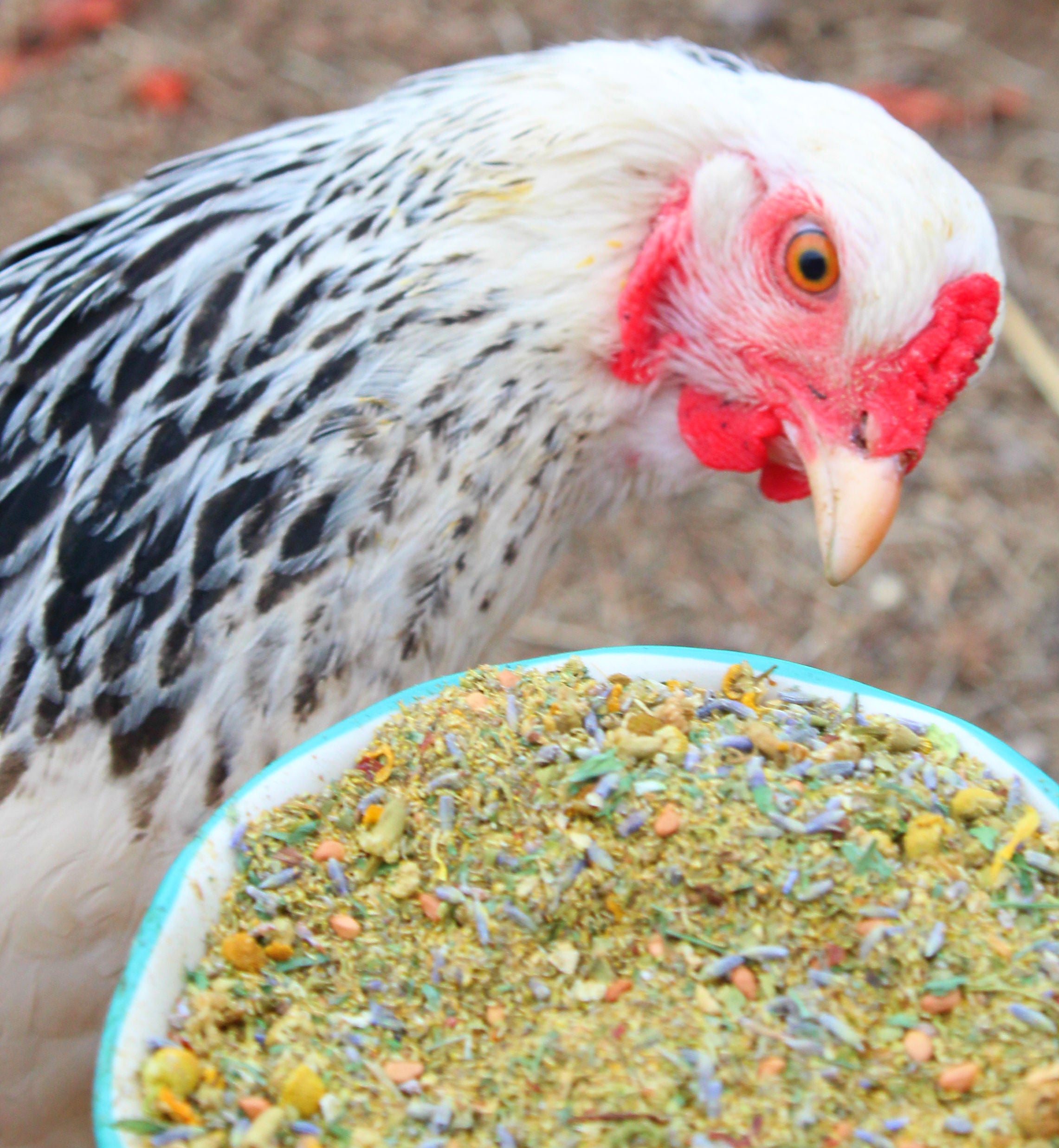 Pampered Chicken Mama Scent of Spring Nesting Herbs For Backyard Chickens With Lavender, Chamomile, Calendula, and more!
