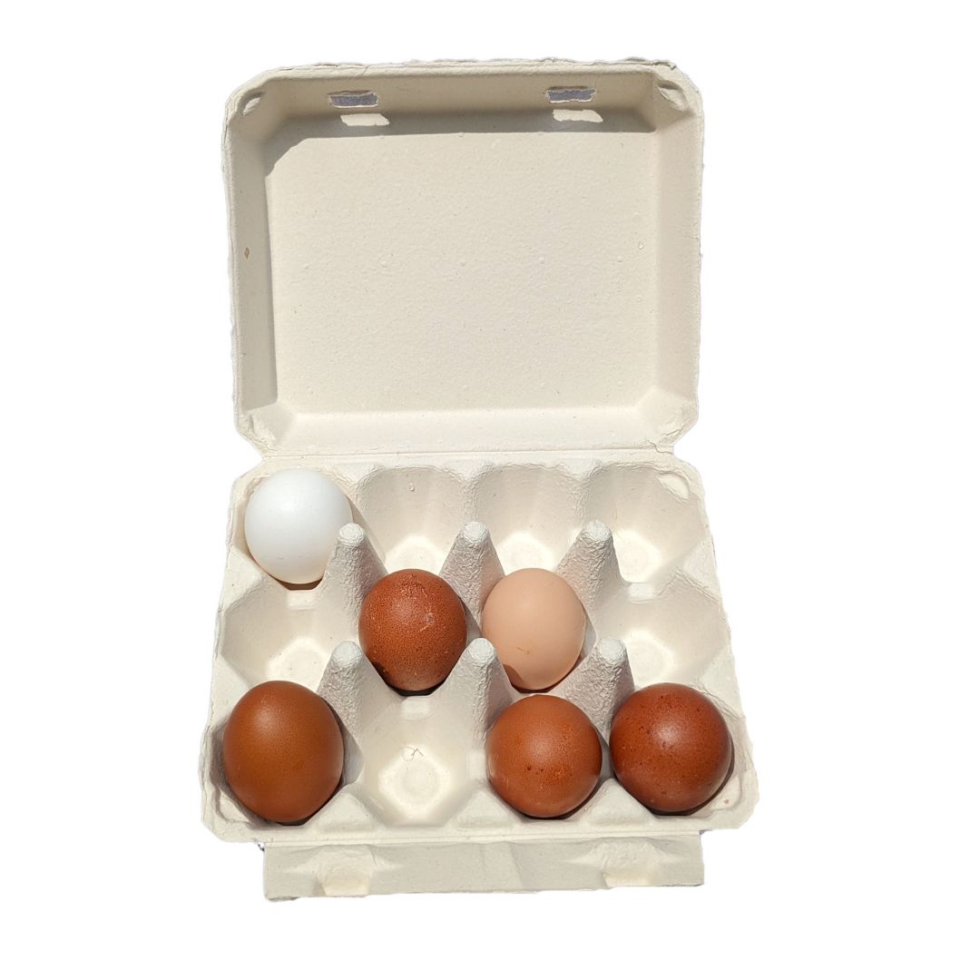 Henlay Vintage Blank Egg Cartons Tan or White
