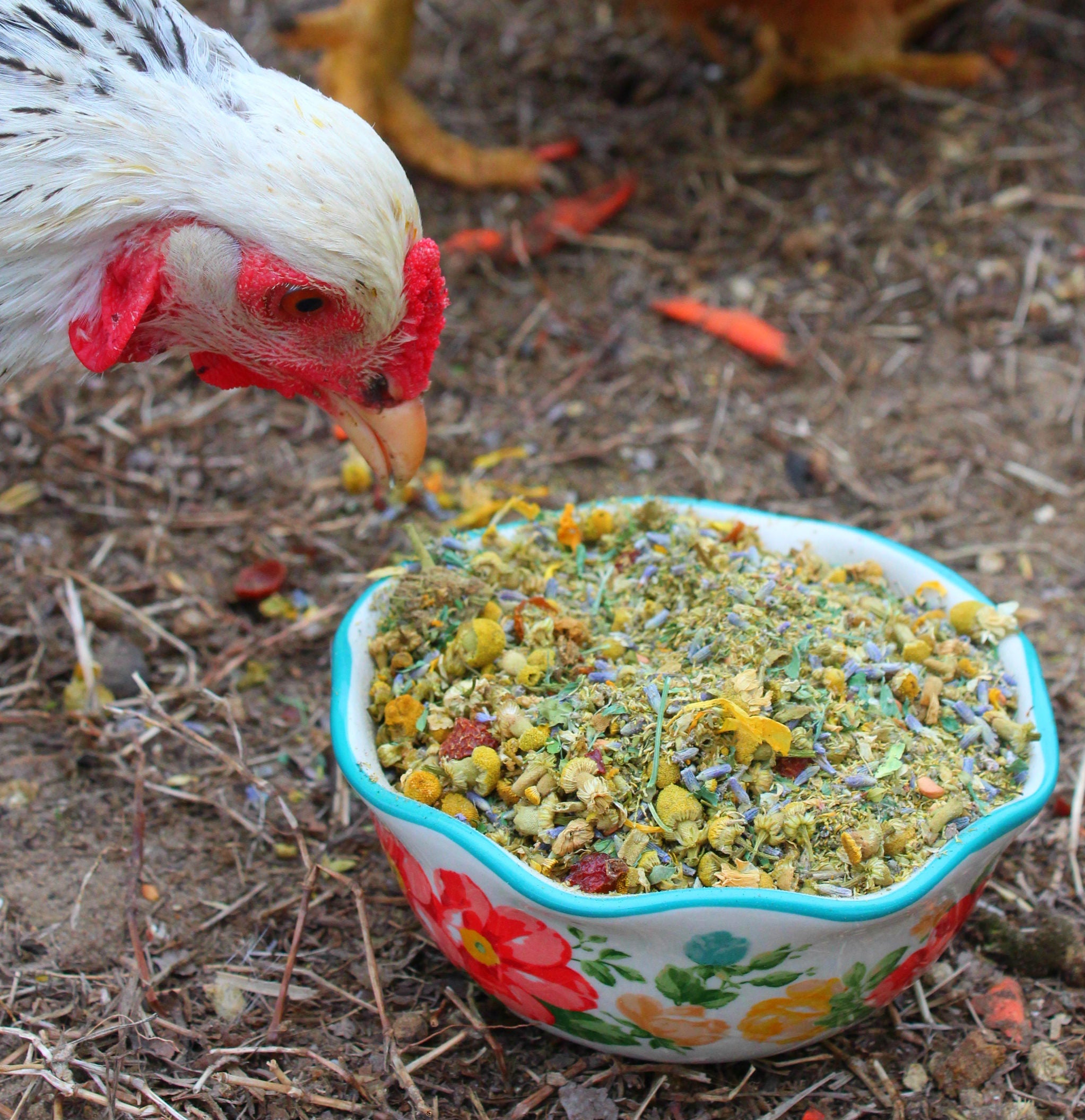 Pampered Chicken Mama Scent of Spring Nesting Herbs For Backyard Chickens With Lavender, Chamomile, Calendula, and more!