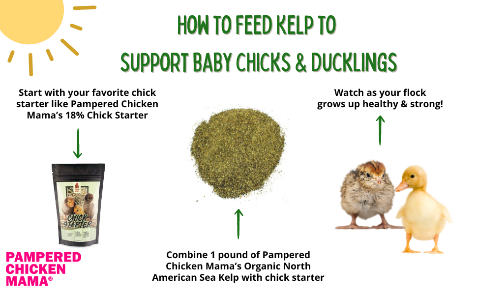 Pampered Chicken Mama North Atlantic Kelp For Extra Vitamins, Minerals, & Amino Acids For Pet Chickens & Ducks