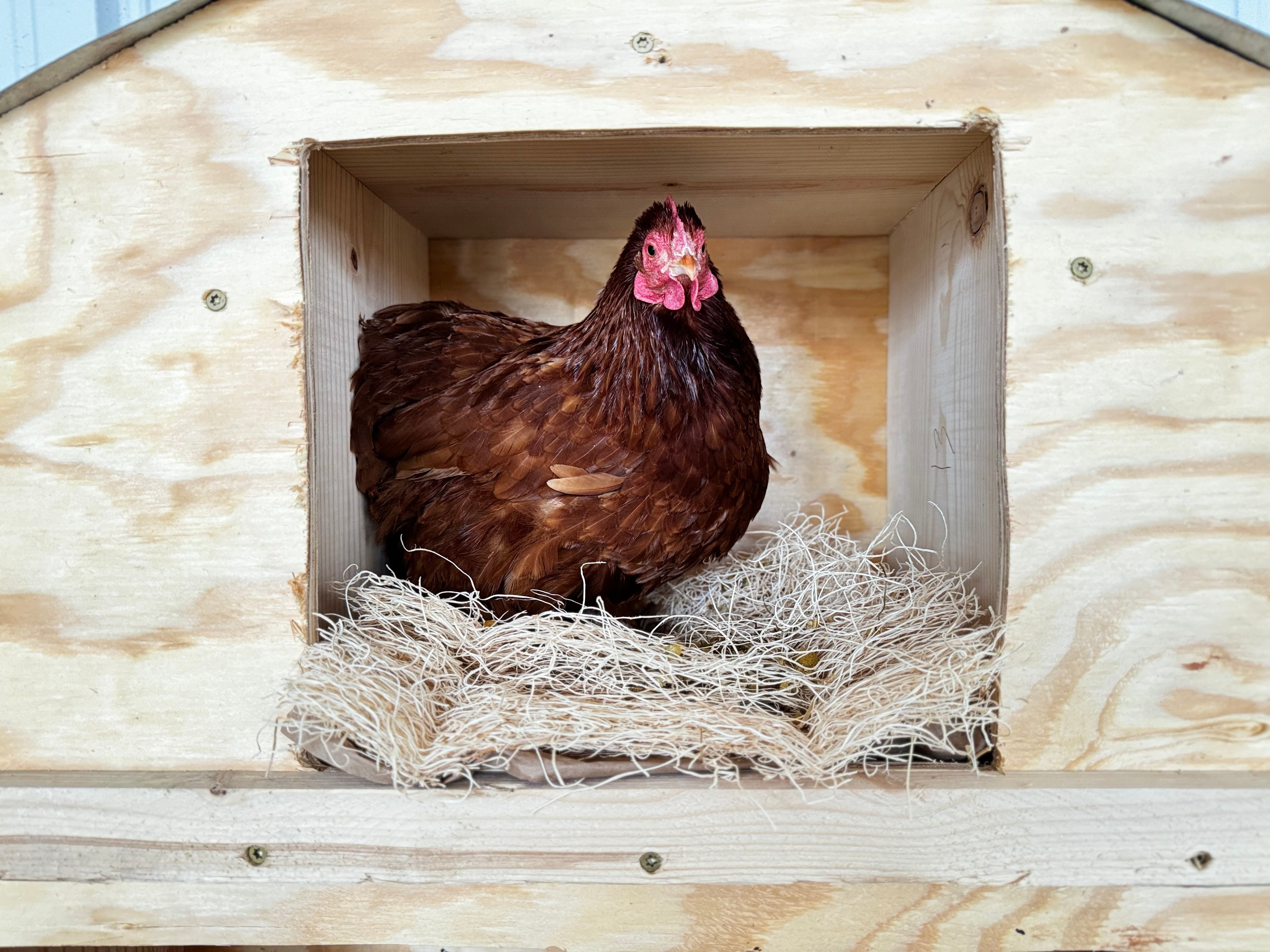 Pampered Chicken Mama Best Eggs Ever! Aspen Chicken Nesting Pads with Herbs with Lavender & Chamomile