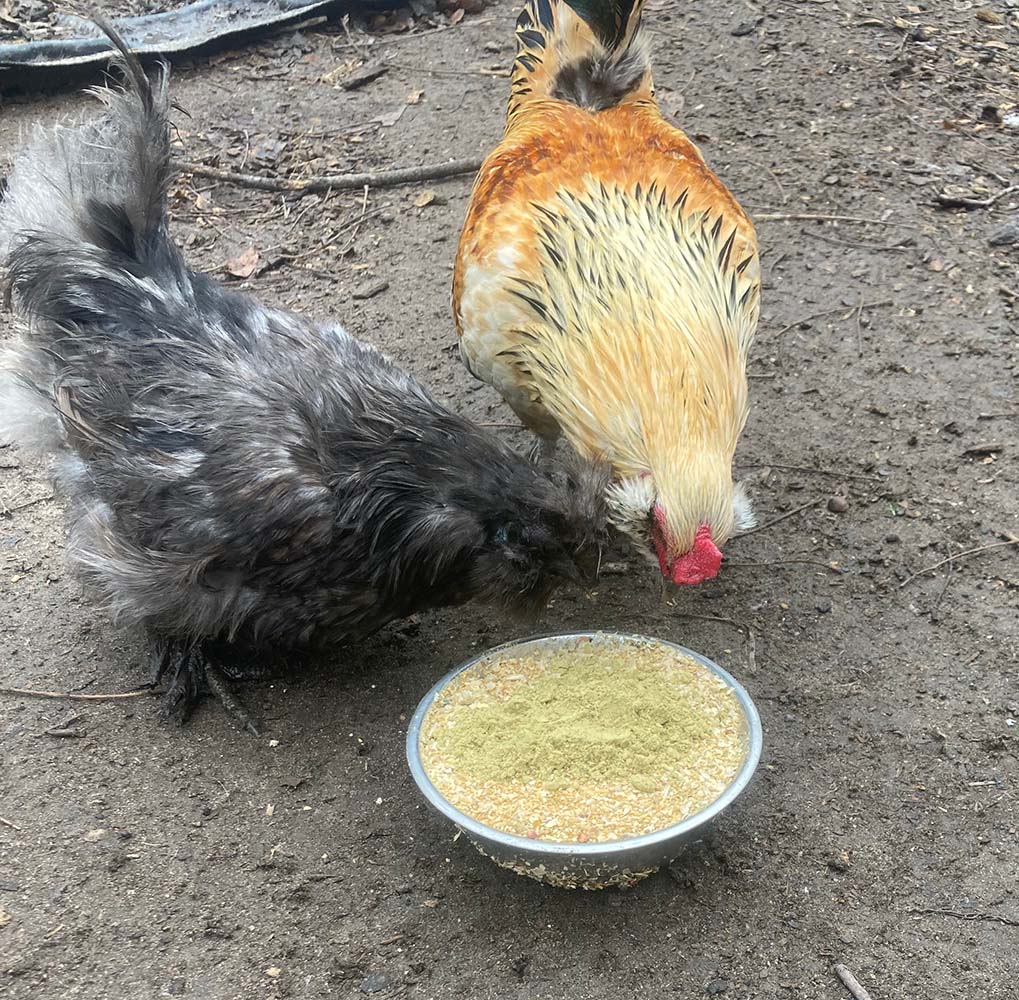 Pampered Chicken Mama Pumpkin Seed Delight - Add To Feed For For Healthy Coops