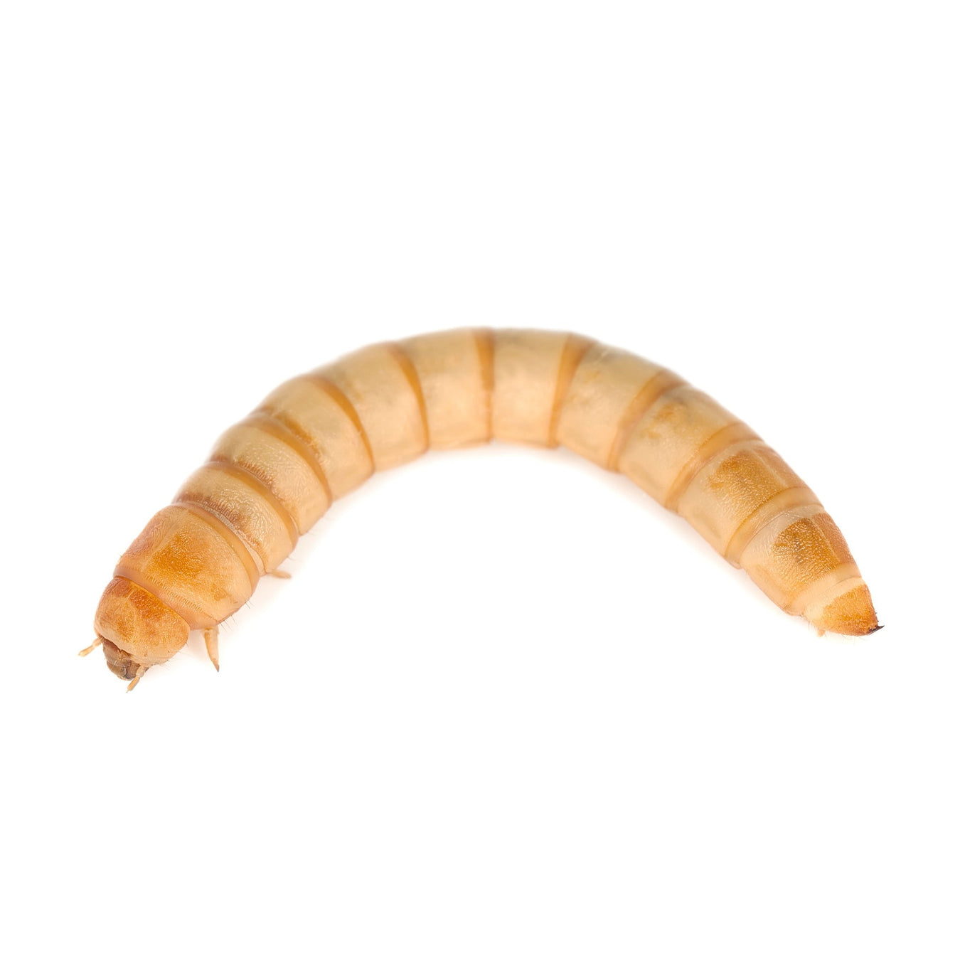 Mealworms