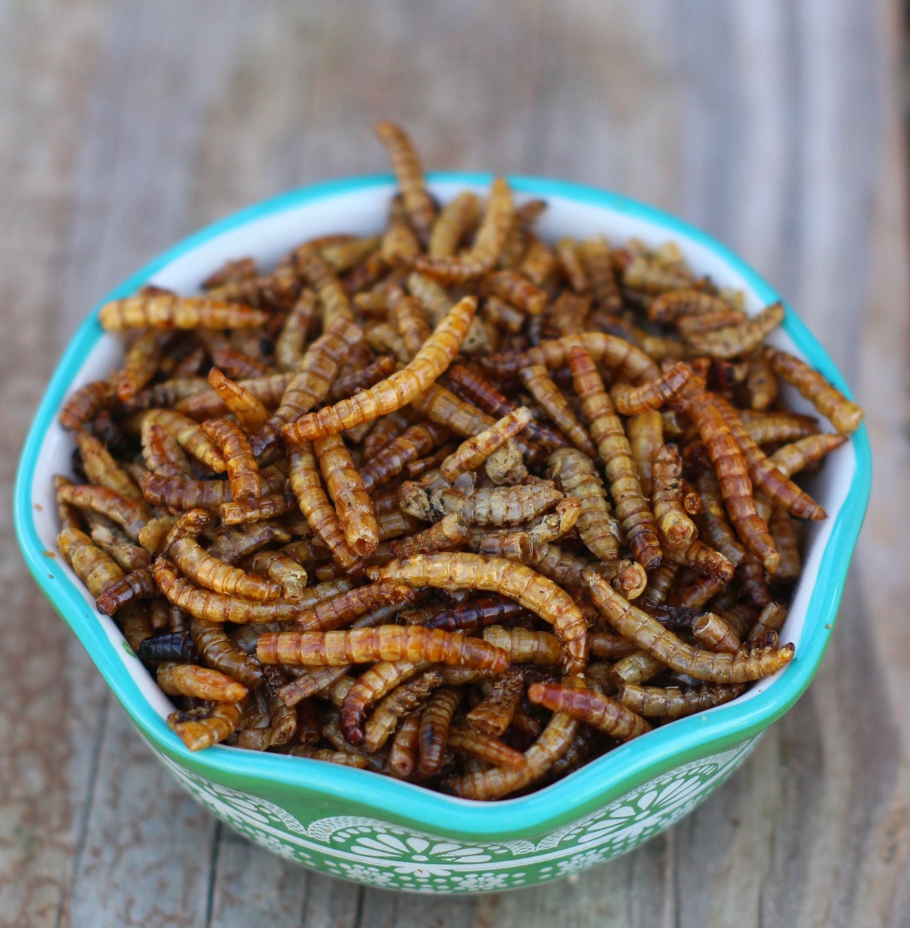 Pampered Chicken Mama USA Mealworms -- LoveBugs For Hens (TM)