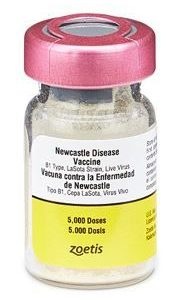 Newcastle Disease vaccine Lasota 5,000 dose main image