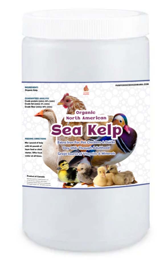 Pampered Chicken Mama North Atlantic Kelp For Extra Vitamins, Minerals, & Amino Acids For Pet Chickens & Ducks