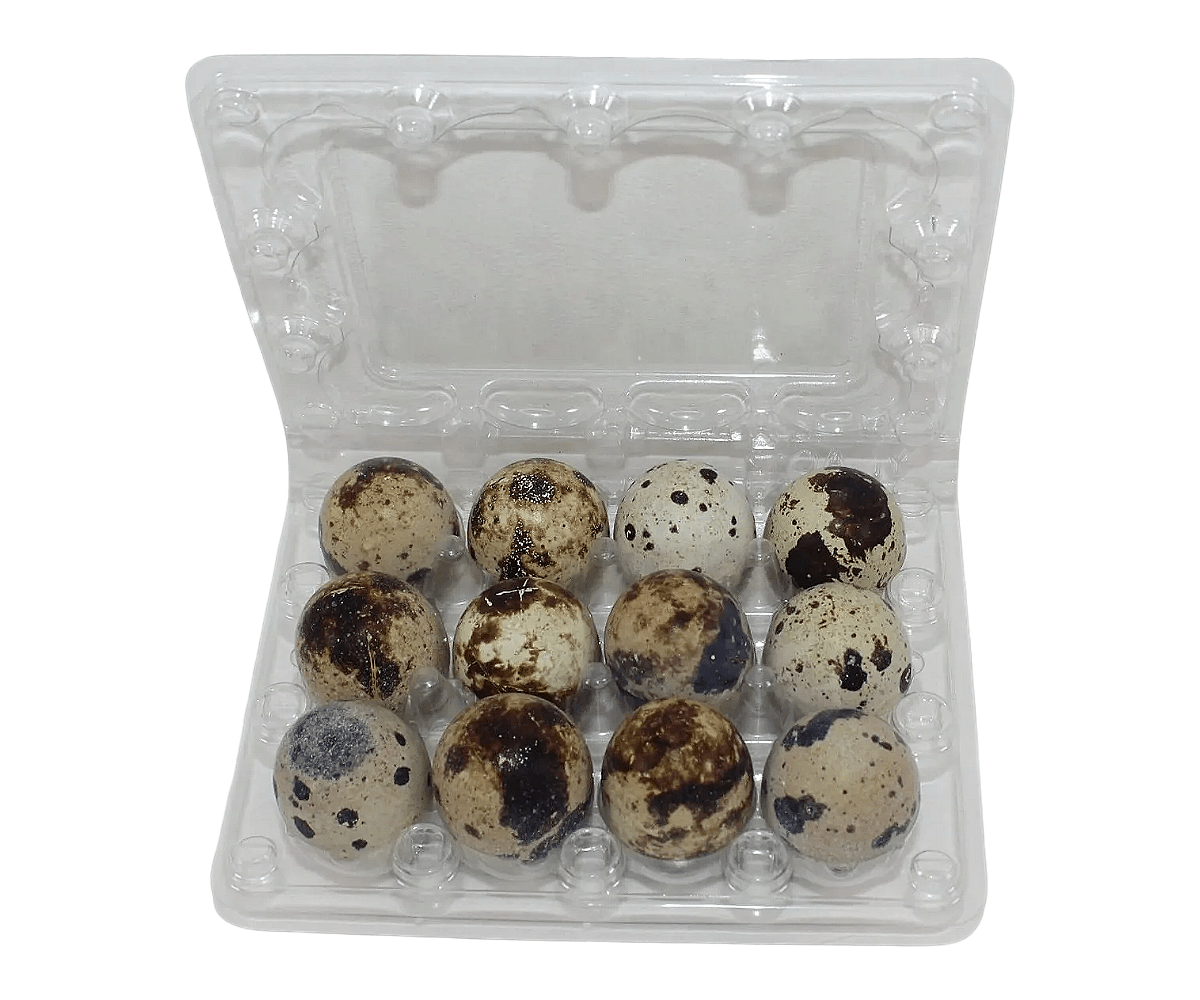 12-cell Jumbo Quail Egg Cartons (3x4)