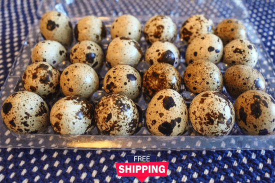 10 Dozen Farm Fresh n Tasty Organic Jumbo Quail Eggs