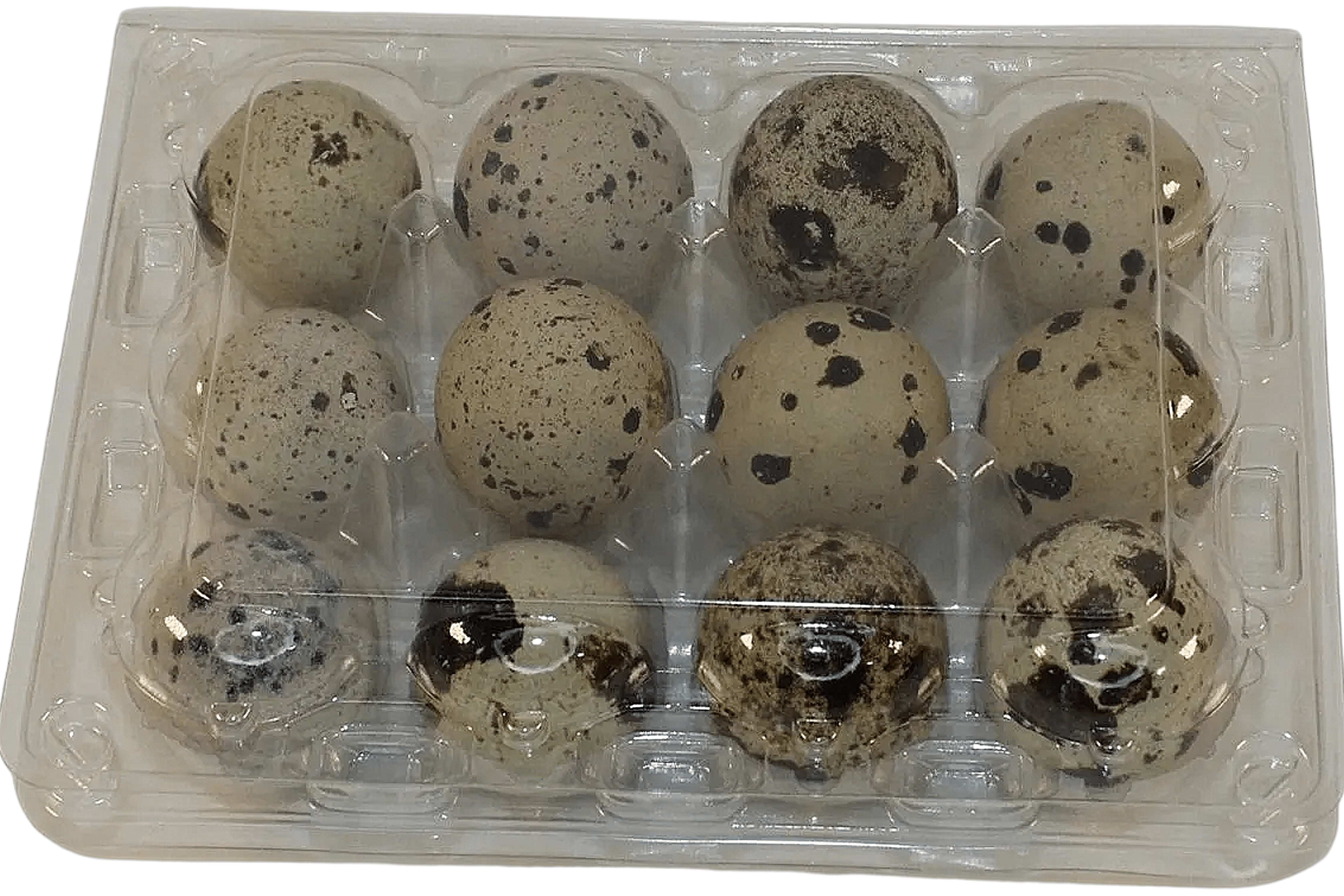 12-cell Extra-Large Jumbo Quail/Pigeon Egg Cartons (3x4)