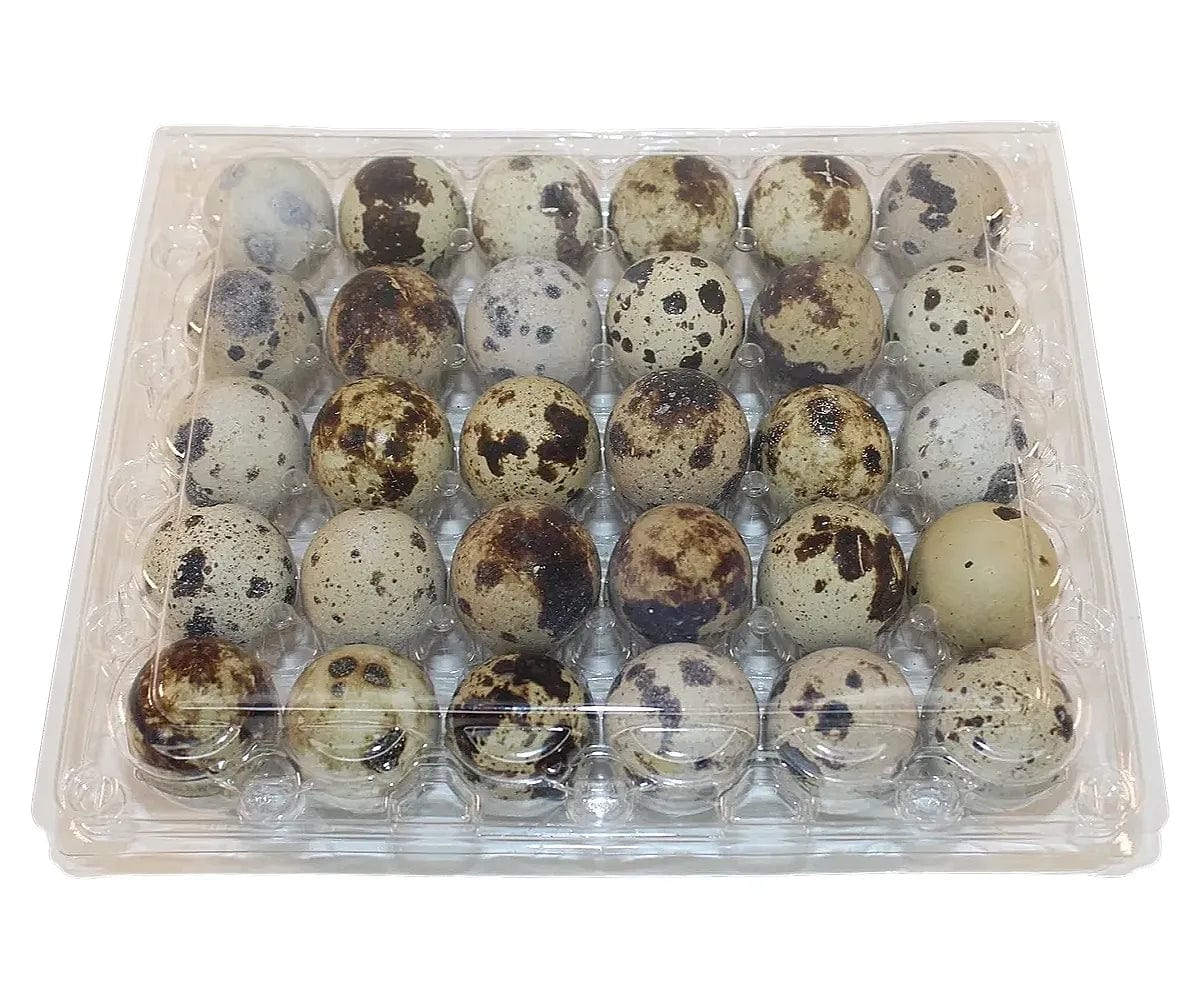 30-cell Jumbo Quail Egg Cartons (5x6)