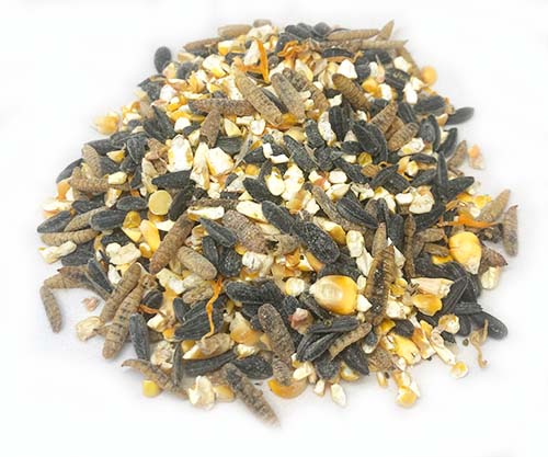 Pampered Chicken Mama Omega Burst: Omega Rich Treat For Great Eggs & Feathers!