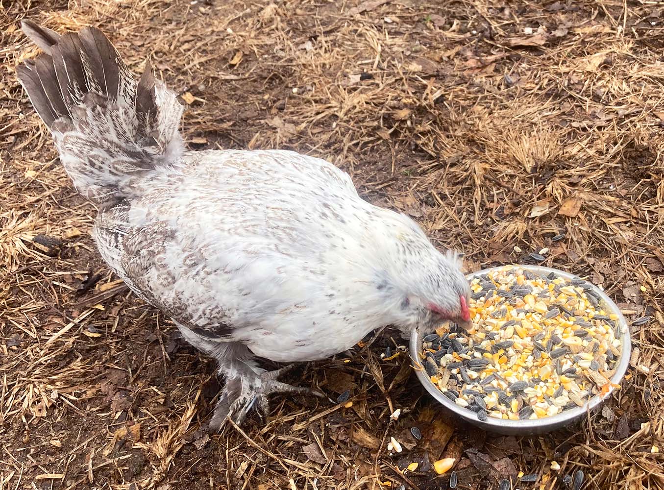 Pampered Chicken Mama Omega Burst: Omega Rich Treat For Great Eggs & Feathers!