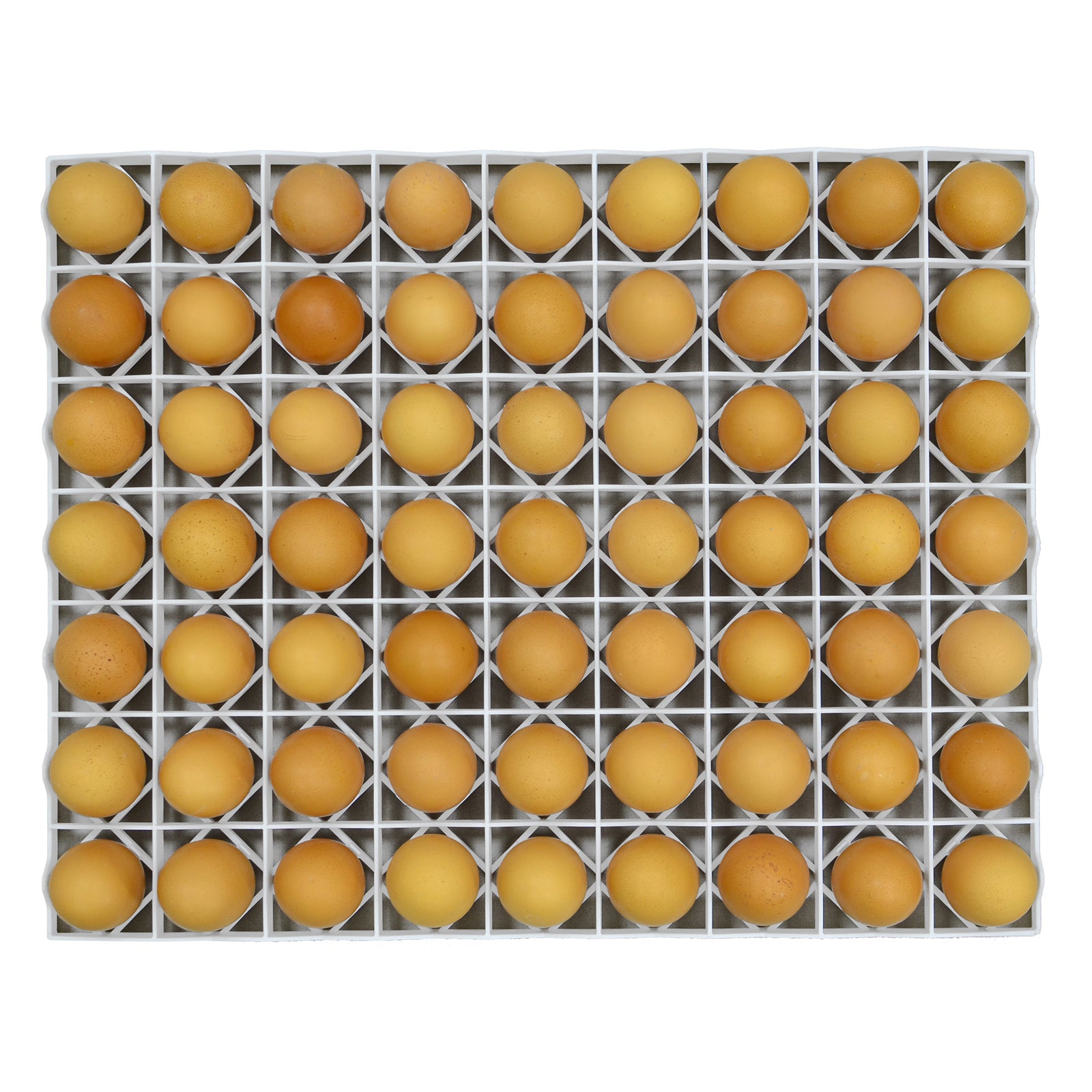 plastic egg setter tray with 80-egg capacity for poultry incubation.