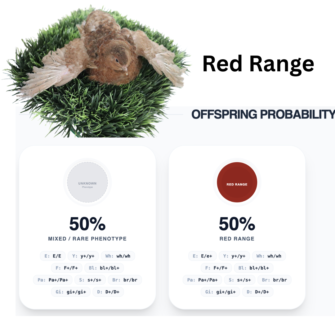 Red, White and Blue Quail Hatching Eggs 24 Ct