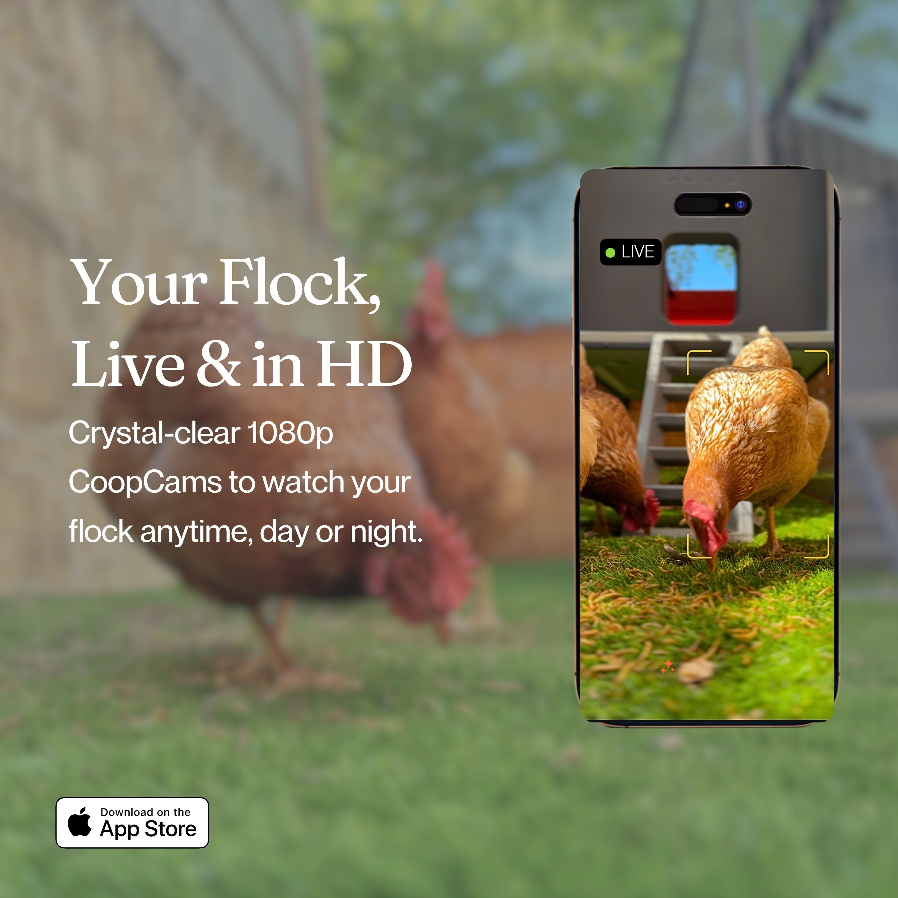 Chicken Coop Smart Camera | App & WiFi Control