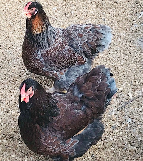 Blue Laced Red Wyandotte Chicks – Buy 6 + 4 Bonus Free (10 Females Total, Shipping Included)