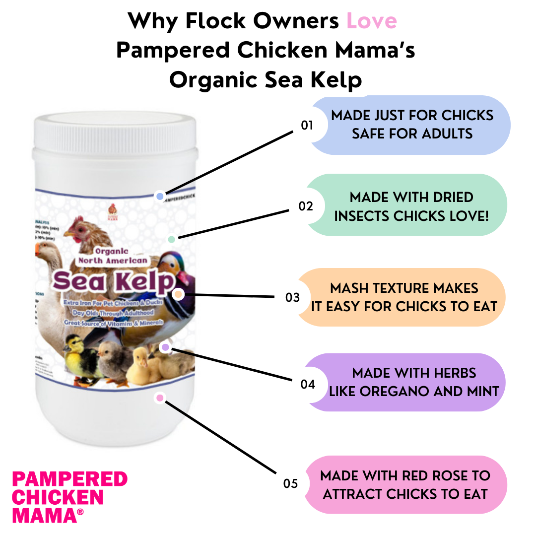 Pampered Chicken Mama North Atlantic Kelp For Extra Vitamins, Minerals, & Amino Acids For Pet Chickens & Ducks